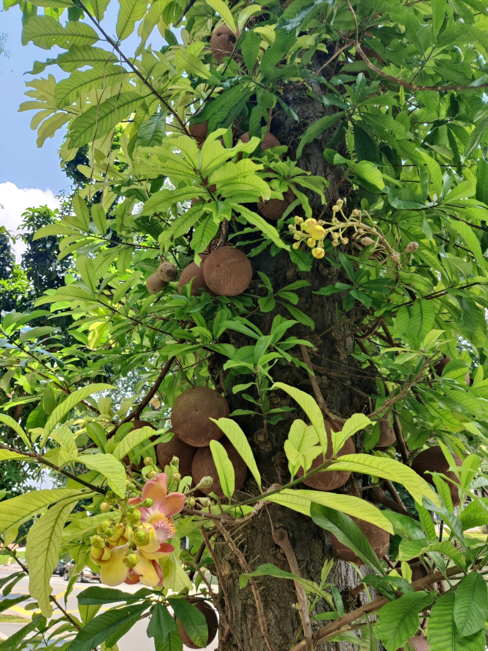 新加坡炮弹树